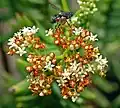Crassula tetragona en fleur
