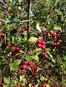Crataegus chrysocarpa var. chrysocarpa en fruits, récolté à Laval, au Québec.