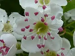 Fleur.