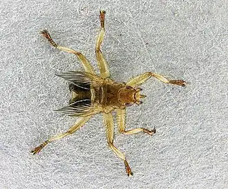 Crataerina pallida, inféodée au Martinet noir.