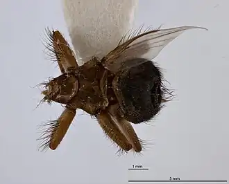 Description de l'image Crataerina acutipennis CASENT8391290.jpg.