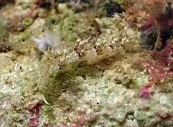Cratena cf. affinis.