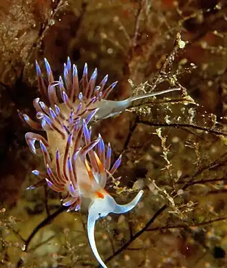 Cratena peregrina sur un Eudendrium ramosum.