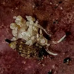 Cratena simba.