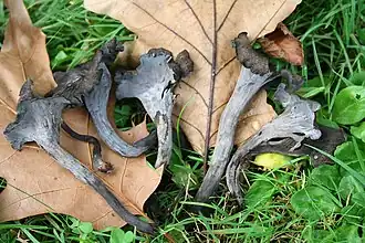 Trompettes des morts