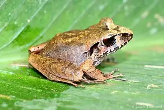 Description de l'image Craugastor laticeps01.jpeg.