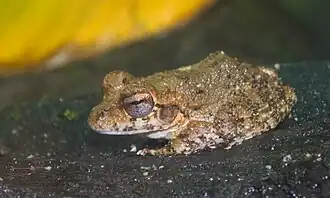 Description de l'image Craugastor punctariolus.jpg.