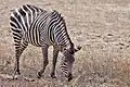 Zèbre de Crawshay au parc national du Luangwa du Sud.