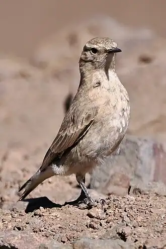 Description de l'image Creamy-rumped Miner imported from iNaturalist photo 357624140 on 7 August 2024.jpg.