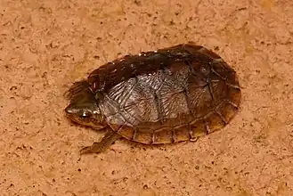 Description de l'image Creaser's Mud Turtle (Kinosternon creaseri).jpg.