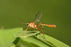 Cremastinae.