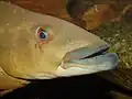 Crenicichla Kopf