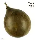 Crescentia cujete au Muséum d'histoire naturelle de Toulouse.