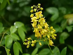 Caesalpinia crista.