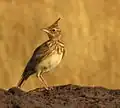 Cochevis huppé