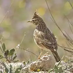G. c. carthaginis en Tunisie.