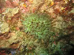 Cribrinopsis crassa