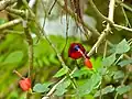 ♂ (Sabah, Malaisie)
