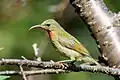 Photo d'une femelle posée sur une branche. Son dos est vert olive, sa poitrine est jaunatre et ses plumes extérieurs ont des pointes blanches.
