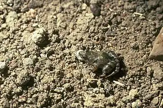 Description de l'image Crinia deserticola.jpg.