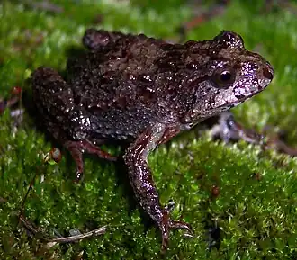 Description de l'image Crinia tasmaniensis.JPG.