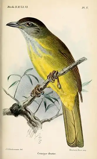 Description de l'image CrinigerFraterKeulemans.jpg.