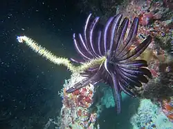 Cenometra bella