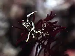 Harrovia elegans