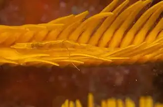 Hippolyte catagrapha