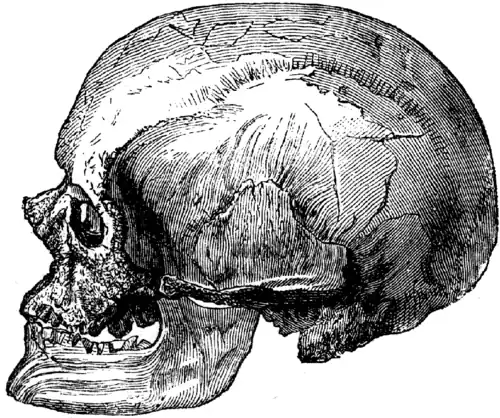 Crâne d'un Homme de Cro-Magnon (masculin).