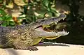 Crocodile du Nil.