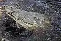 Crocodylus acutus