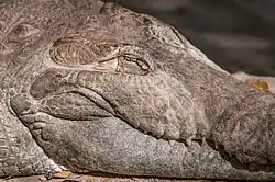 Gros plan de profil sur la tête d'un Crocodile de l'Orénoque qui a les yeux fermés