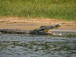 Un crocodile du Nil dans le district.