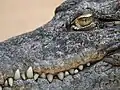 Crocodile du Nil au zoo de Cologne.