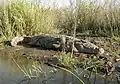 Crocodile du Nil en Éthiopie.