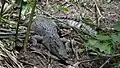 Crocodile du Siam