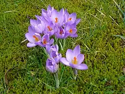 Crocus etruscus 'Zwanenburg'