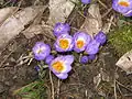 Crocus sieberisubsp. sublimis'Tricolor'