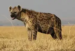 Une hyène vue de trois-quarts face gauche en pleine savane.