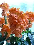 Crossandra fortuna.