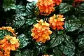 Crossandra infundibuliformis.