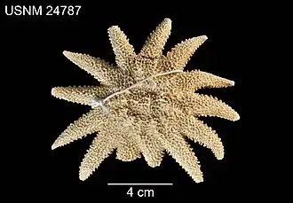 Crossaster helianthus