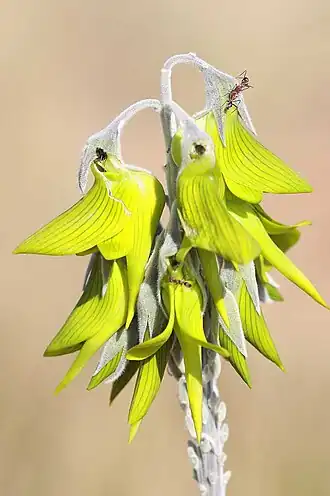 Description de l'image Crotalaria cunninghamii 2.jpg.