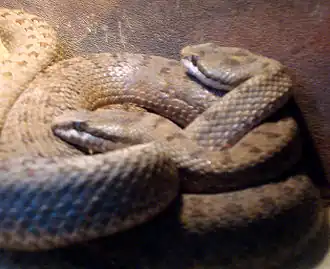 Description de l'image Crotalus_pricei.jpg.