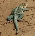 Crotaphytus collaris au zoo de Buffalo (État de New-York, États-Unis)