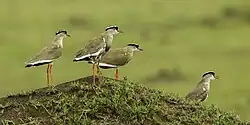 Photographie de quatre Vanneaux couronnés sur un petit monticule de terre avec quelques pousses d'herbe.