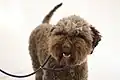 lagotto brun.