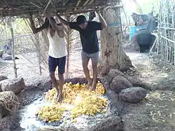 Foulage aux pieds des pommes-cajou pour obtenir du moût (Inde).