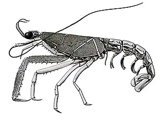 Description de l'image CrustacéFossileVivantNeoglypheaInopinata.jpg.
